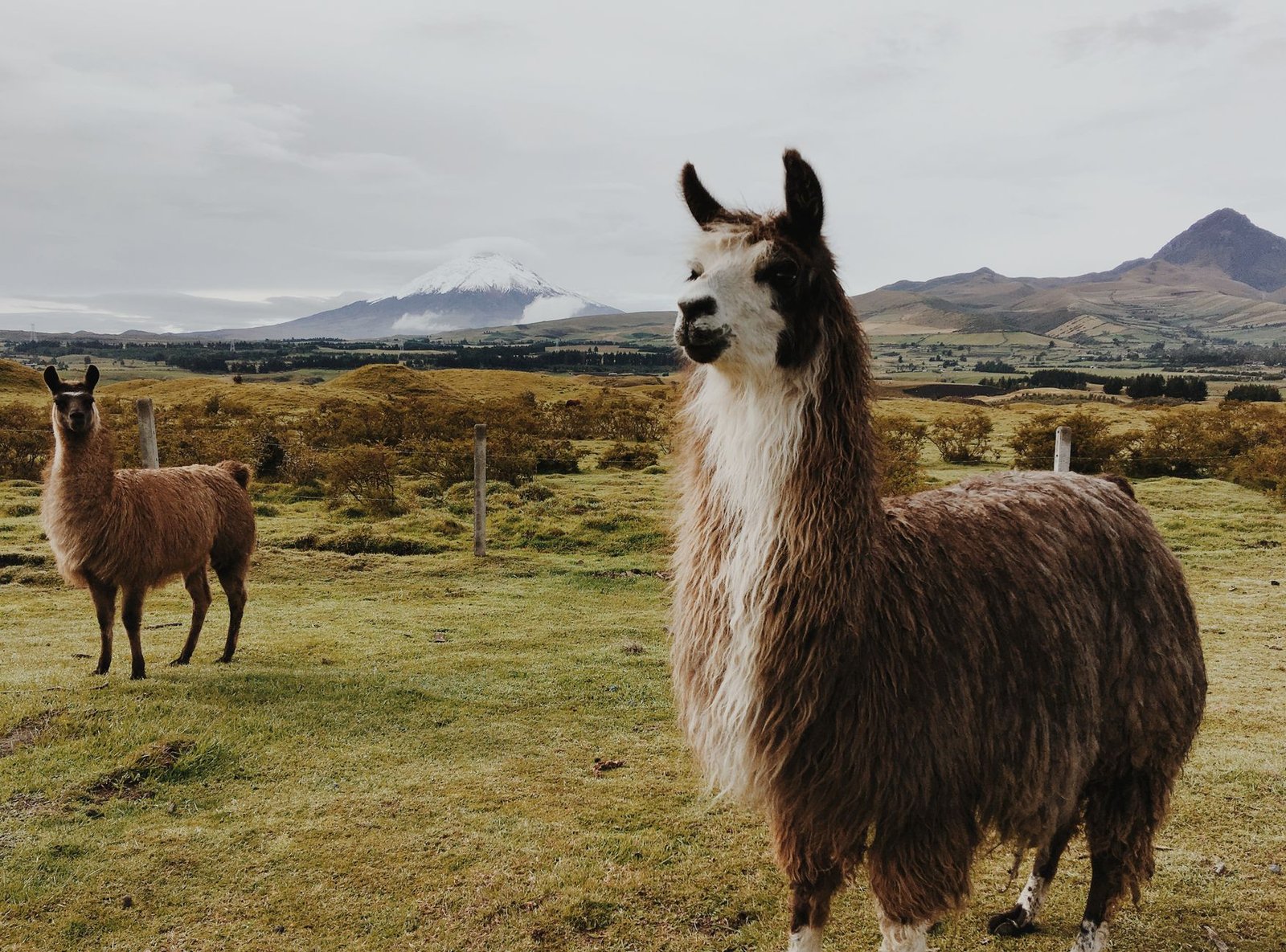 Fine-Tune Llama 3.2 on Your Dataset for Under $50 - aidiscoverydigest